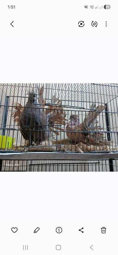 red chocolate american pair, confirm pair