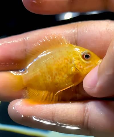 Paradise gourami, german rams , albino arowana, severum, angels