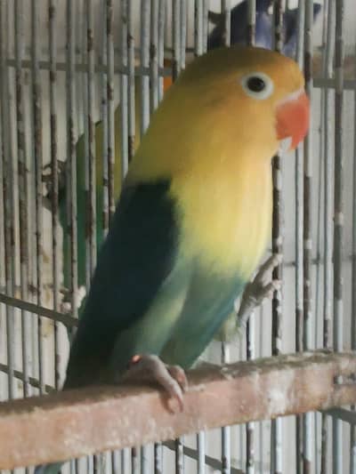 Aqua yellow face dunfellow all available