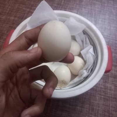 top quality aseel eggs