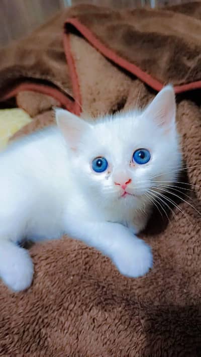 British short hair White kittens