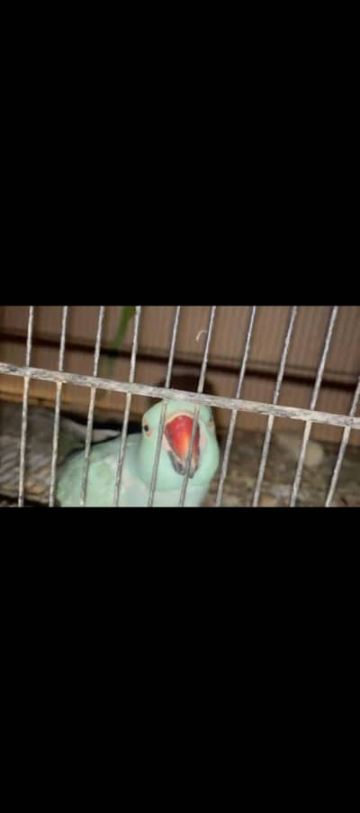 ringneck pair (read ad) (exchange possible)