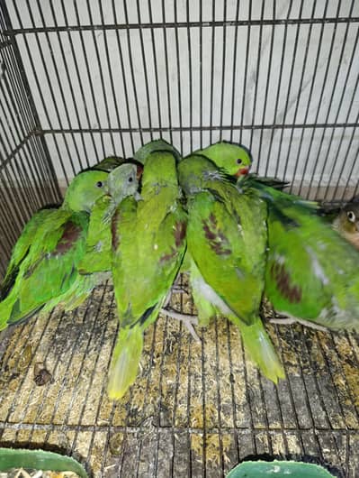 Raw ring nack chicks for sale