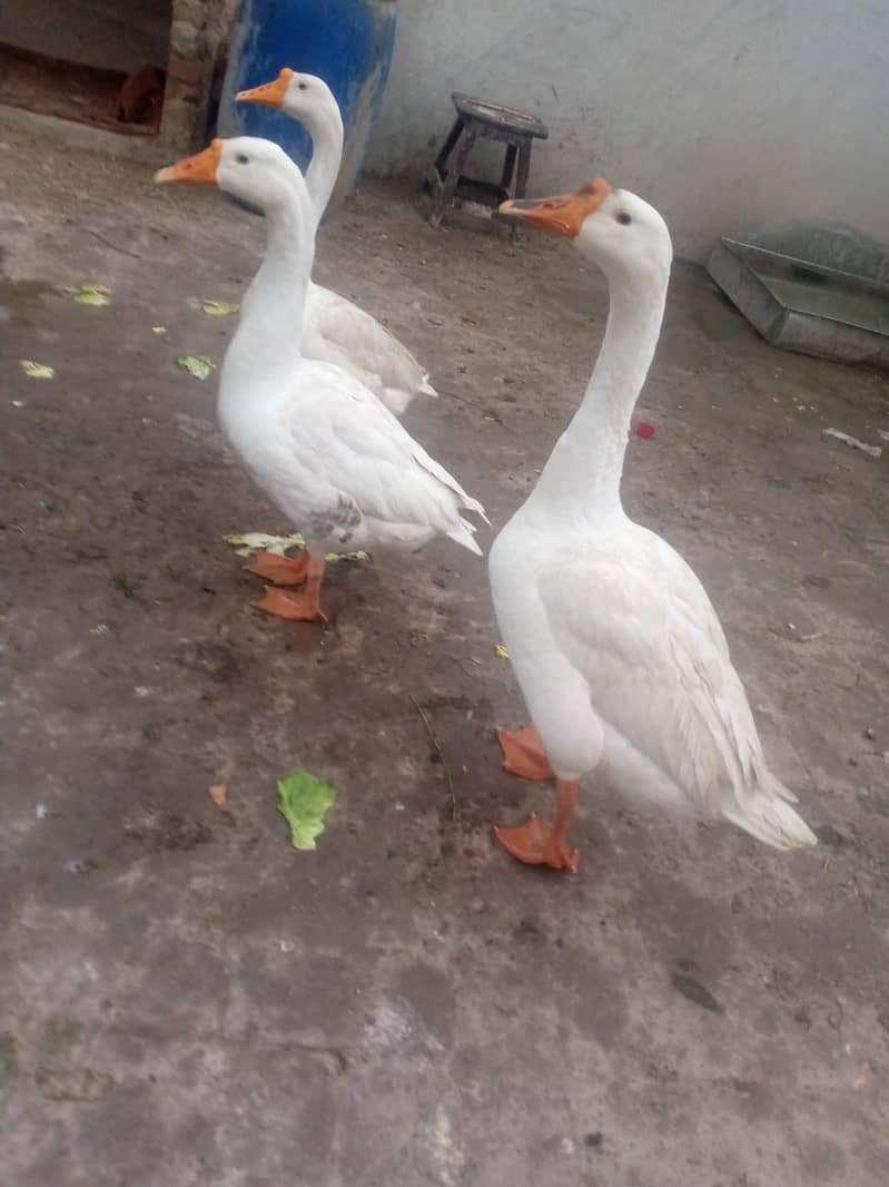 ducks 2