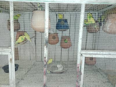 Australian parrot or aseel murgiyan for sale