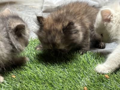 Persian Cats