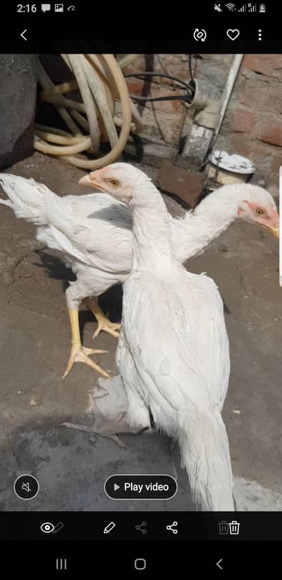 100%pure white aseel