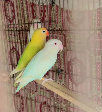 Love Birds (03296104850)