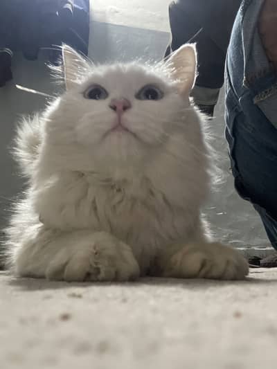 I wanted to sale pair they both have blue eyes