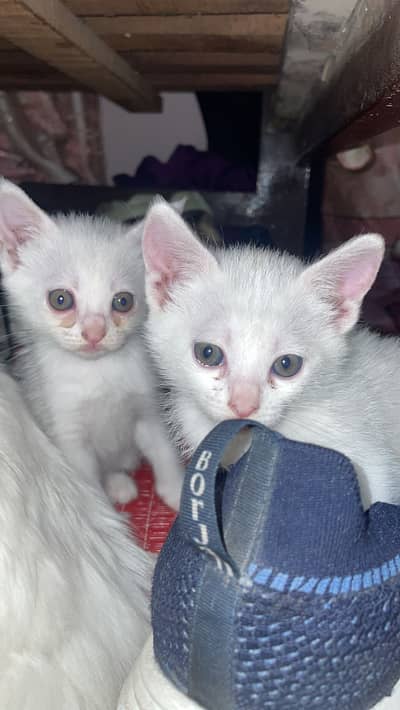 Persian Cats for sale