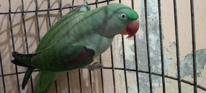 Kashmiri Raw Pahari Parrot Female