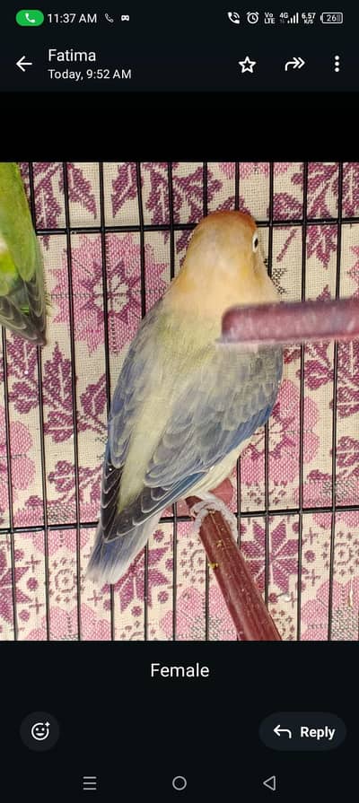 love birds bond pair