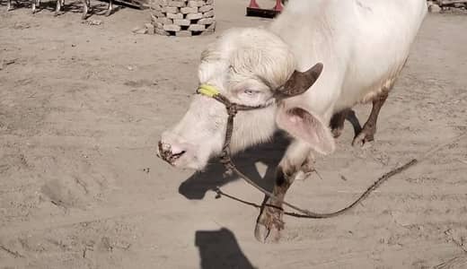 Pada Albino pink Bufflow