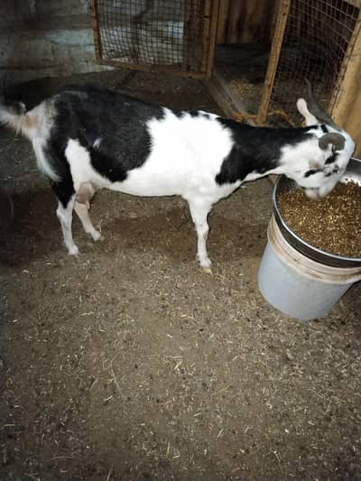 o size m bakri hai  2 bacho ky sath  backo ki 2 month