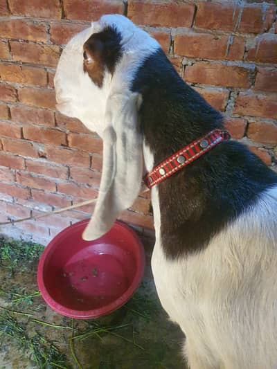 Gulabi ablak Heavy weight Goat