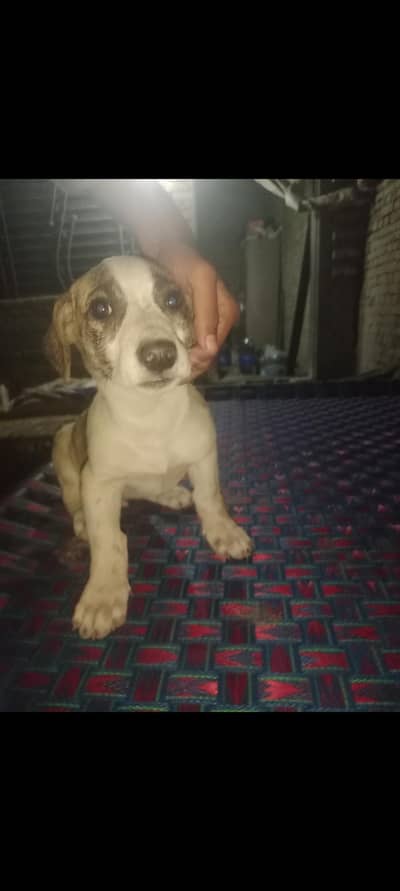 “Smart Athletic Mixed Breed Dog with Strong Guard Look”