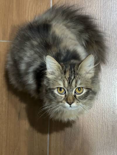 Persian Brown and white Cat