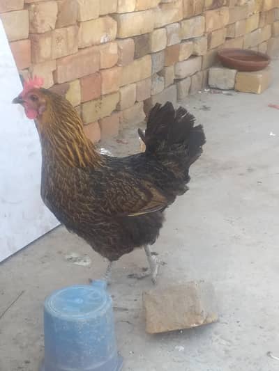 Desi kurak huny wali Kilo wali Murgia