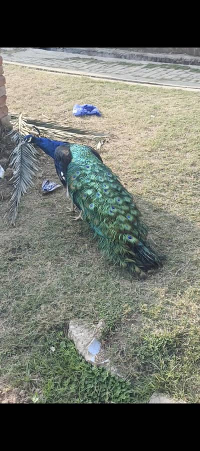 Blue Shoulder Peacock 2 Years Old | Long Tail | Healthy & Active