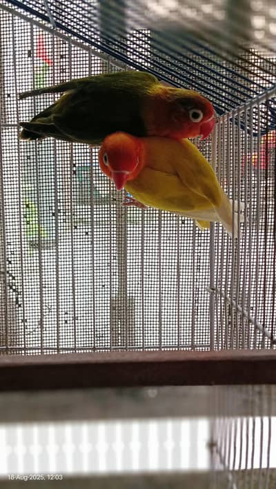 beautiful lovebirds pair