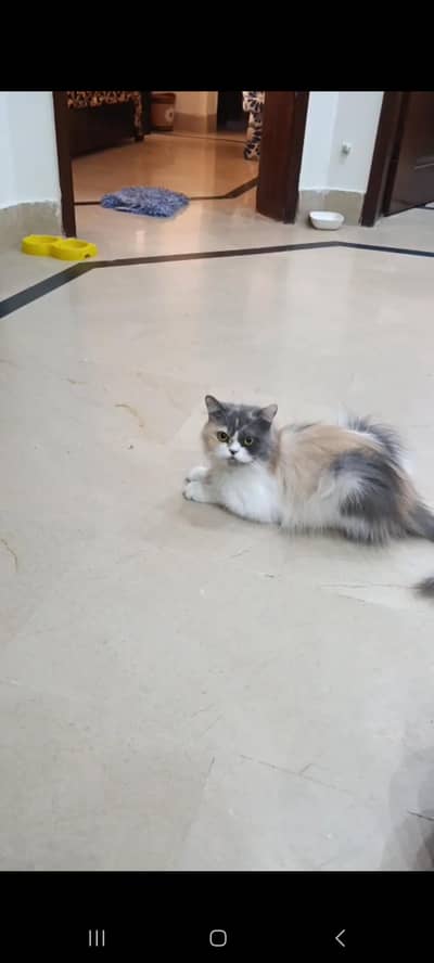 Healthy Adult Cat Pair for Sale – Loving Home Needed