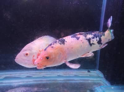 Koi Carp Size 16 17 inches