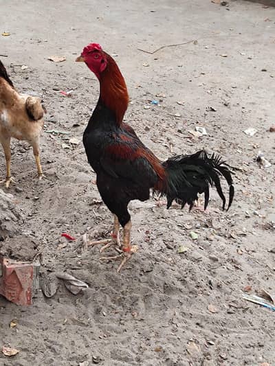Aseel Hens and chicks available for sale father mother pic show in add
