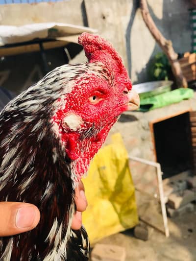 for sale ha aik ankha sa kana ha