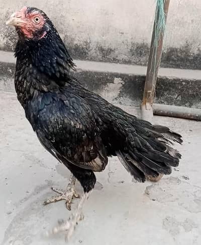 Aseel Murgi , Aseel Sindhi , Pure Aseel Sindhi