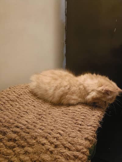Persian kitten