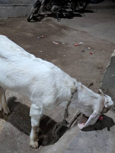 gulabi cross bakra