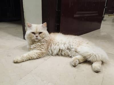Male Cat Age 15 months Best quality