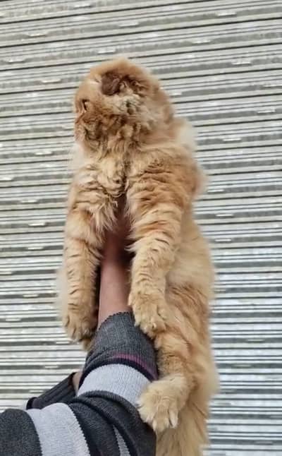 Scottish Fold ( Highland Fold) Male