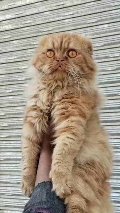 Scottish Fold ( Highland Fold) Male