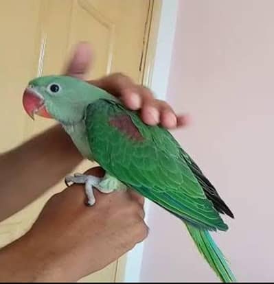 pahari bacha king size