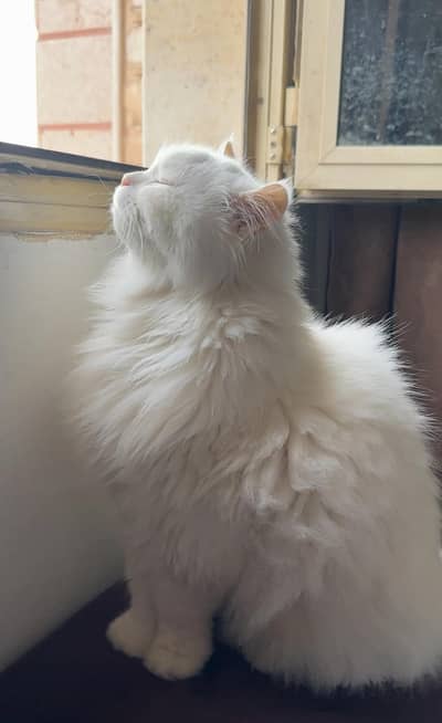 Persian cat with blue eyes For sale