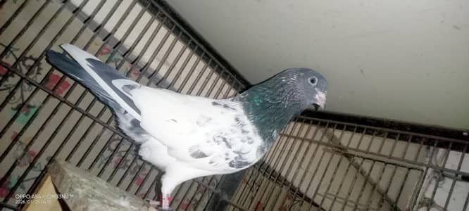 Purity ma ha Sab parinda