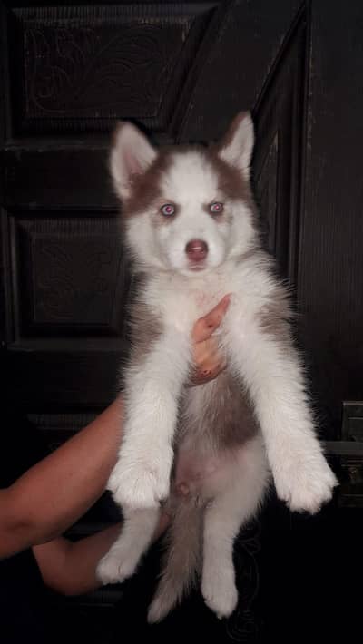 Husky puppy