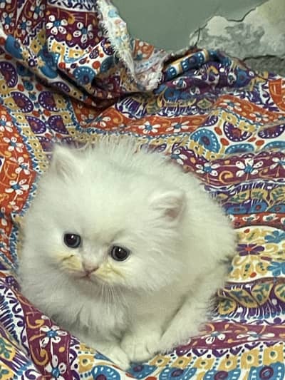 Kittens/perisan kittens/imported kittens