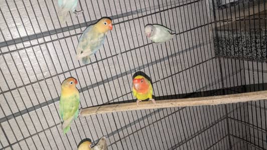 LOVER BIRD FOR SALE. . . . . ( LUTINO ALBINO DECINO PAR BLUE)