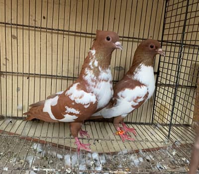 lala pishri pair choti dar female for sale