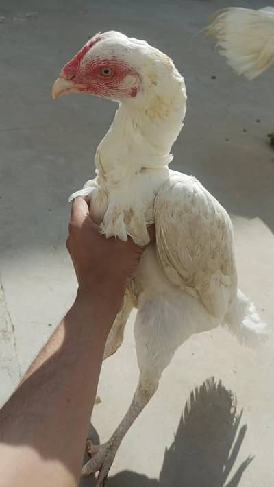 Heera Aseel A+ quality breeder female