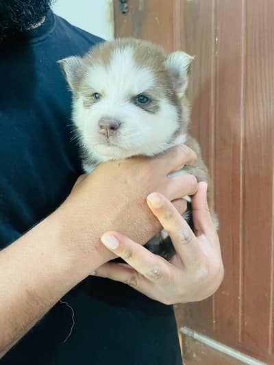 sabarian husky puppy available