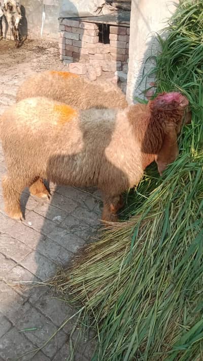 Qurbani wala Mall 03204627322