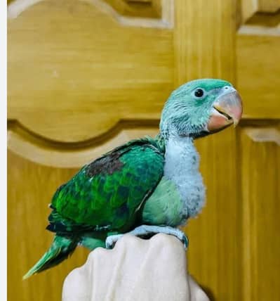 raw parrot chicks for sale.  Home breed