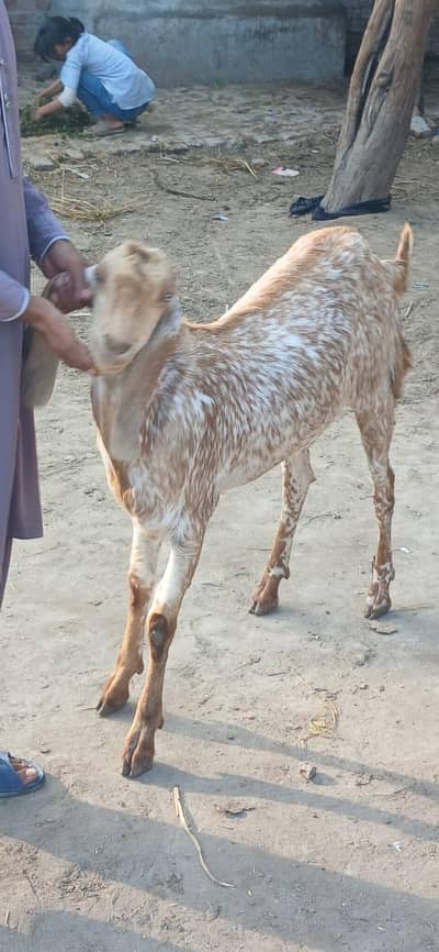 makhi cheena bakra . . . . 03034786585