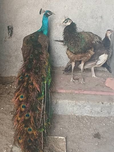 1 breader male and 3 male Blak and blue 1 pied femal for sell