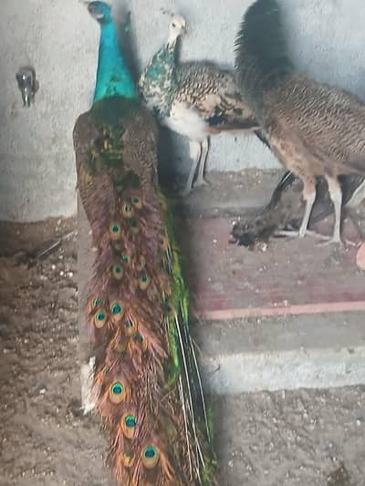 1 breader male and 1 male Blak and blue  pied pair for sell