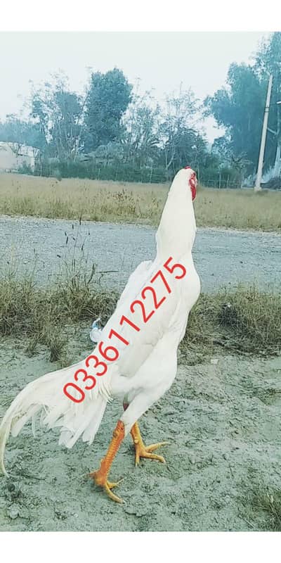 King shamo eggs available