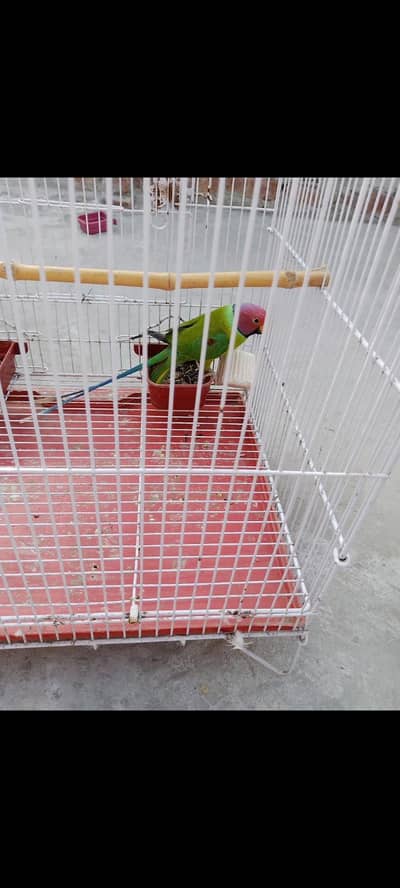 plum head male 03127093372